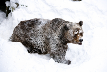 Boj s medveďom (22. 12. 2014)