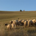 Ovce bez pastiera
